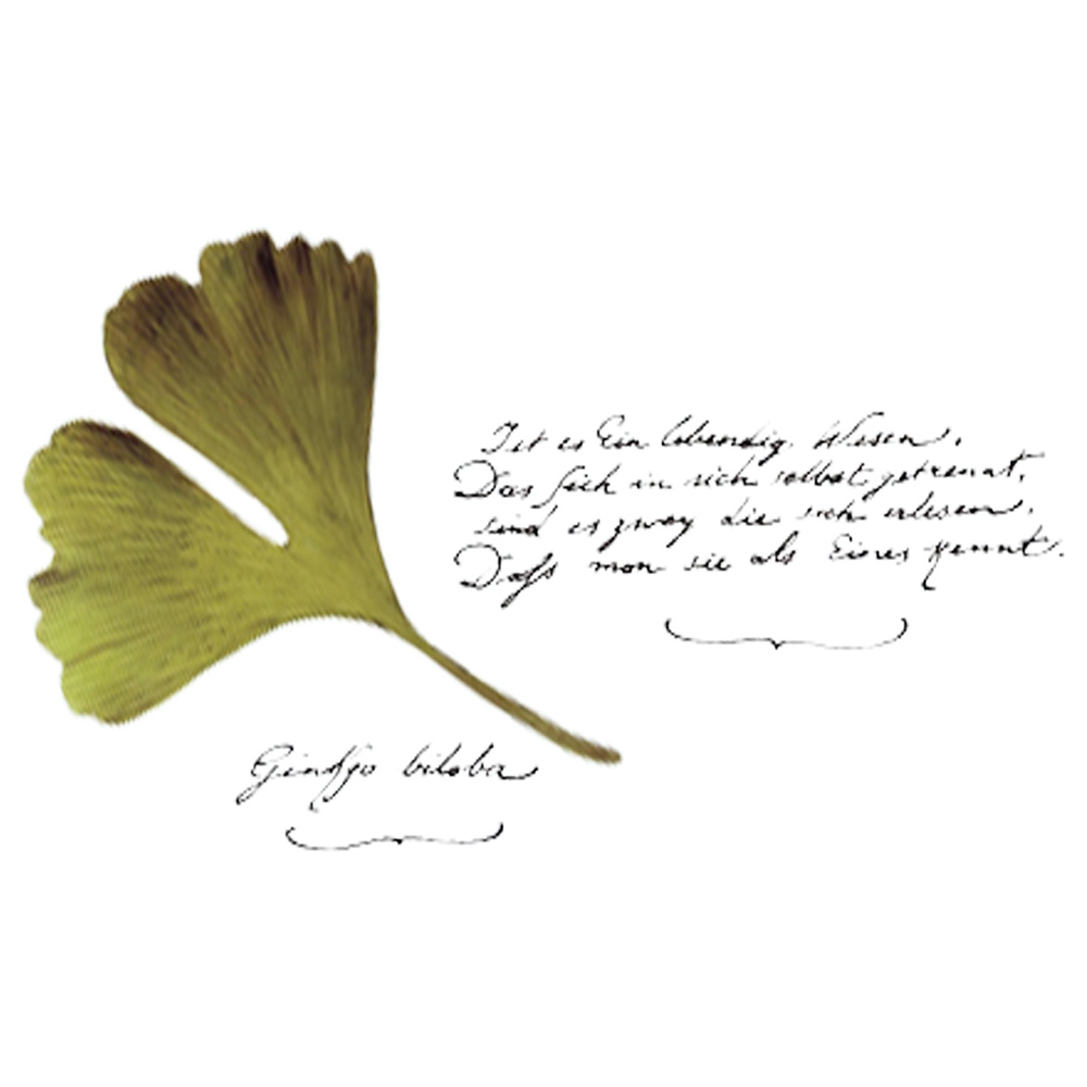 Speiseservice "Ginkgo verde" für 6 Personen